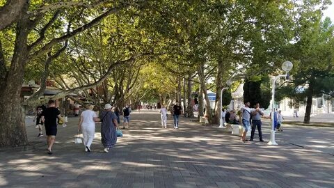 Аллея платанов сочи