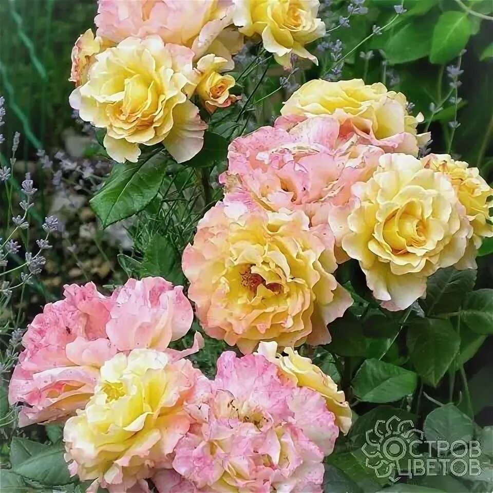 Роза "Акварель"(Rose Aquarell) - Розы чайно-гибридные - Розы - Каталог - Eko-sad