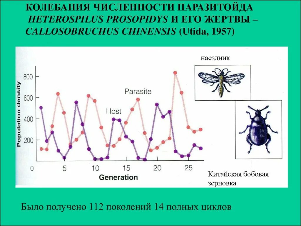 Колебания численности популяции. Колебания численности хищников и жертв. Виды колебания численности. Зависимость численности хищника от численности жертв.