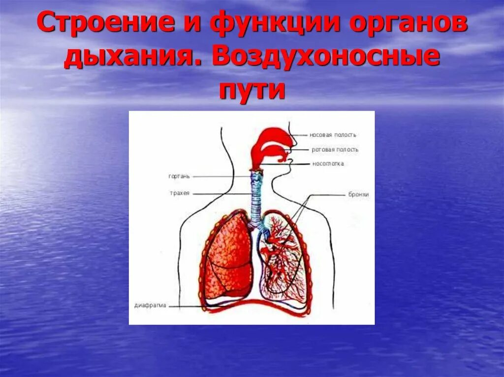 Органы выполняющие дыхательную функцию. Органы дыхания. Строение органов дыхания. Функции дыхательной системы. Строение и функции дыхательной системы.