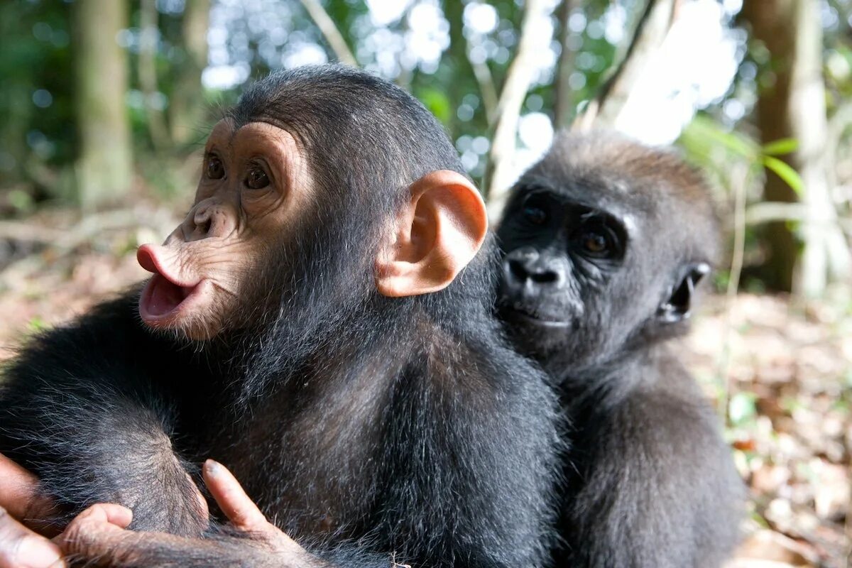 Человек обезьяна название. Горилла и шимпанзе. Мартышка орангутан горилла. Шимпанзе горилла и орангутанг макака. Макака шимпанзе горилла.
