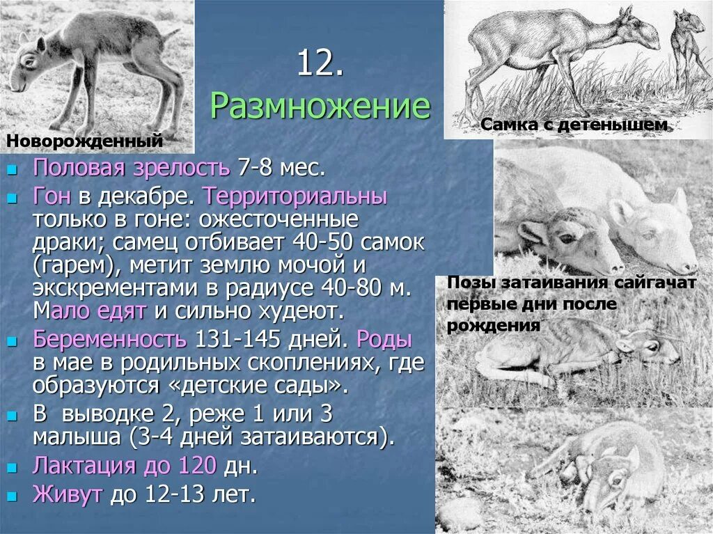 Где живет сайгак природная зона. Сайгак приспособления к среде обитания. Кто относится к семейству Полорогие. Черты приспособленности сайгака. Череп дзерена.