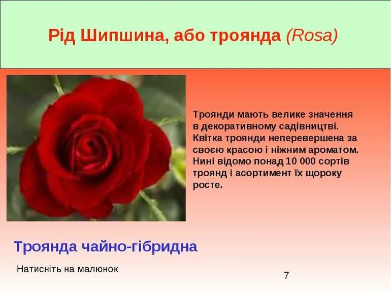 Троянда текст. Троянда перевод с украинского на русский. Троянда текст. Троянда текст. Описание розы.