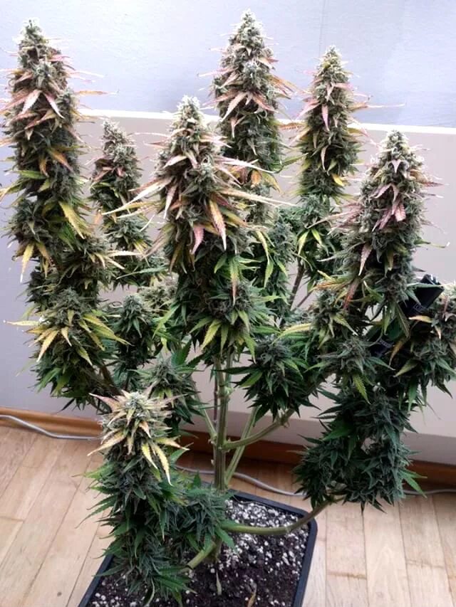 White Widow семяныч. White семяныч White Widow fem. White Widow сорт. White Widow аутдор.