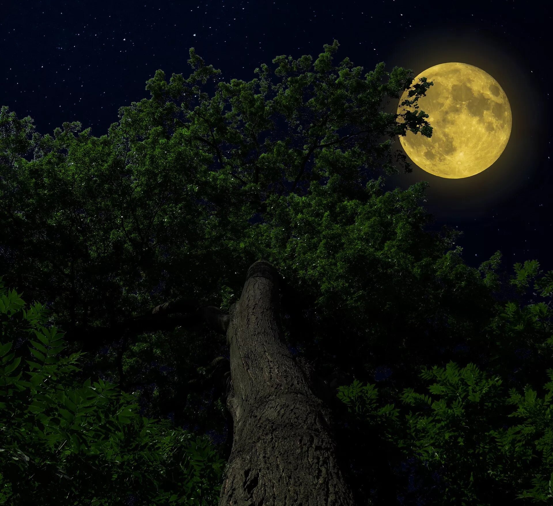 Дерево освещенное луной. Дерево ночью. Луна в лесу. Ночное дерево. Луна и дерево.