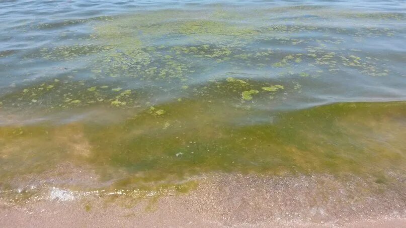 Цветет ли сейчас море в витязево 2025. Витязево море цветет. цветение моря витязево анапа. джемете анапа море цветет. цветение моря в джемете.