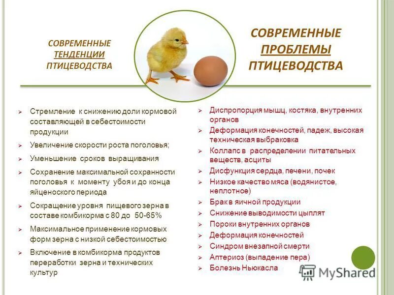 флорфеникол ветеринарный. проблемы птицеводства и их решения. антибиотики группы флорфеникол в ветеринарии. проблемы птицеводства. проблемы и перспективы развития птицеводства.