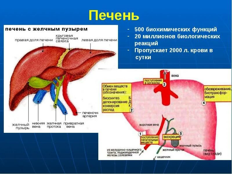 Желчный пузырь выполняет функцию