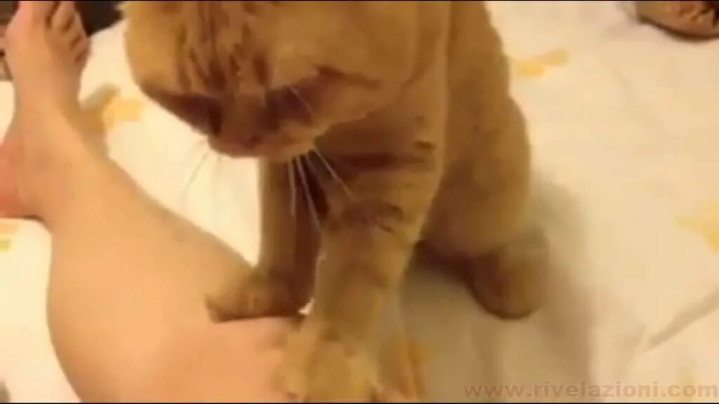 Зачем коты делают массаж. Кот массажирует лапами. массаж котики. массаж коту. кот делает массаж.