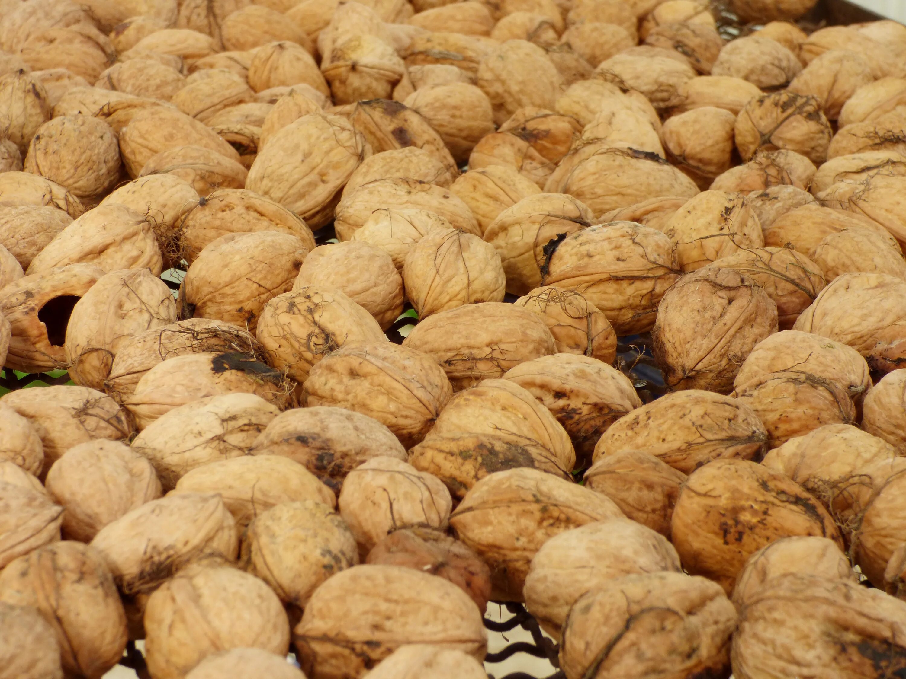 Бакинский орех. Фундук крупный. Грецкий орех в скорлупе. Орехи азербайджана. Сорта каштанов.