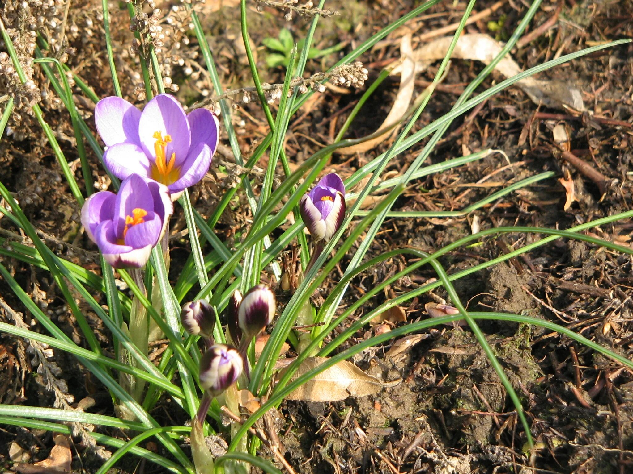 Крокус Minimus 'Spring Beauty'. Крокус (Crocus) Olivieri balansae. Крокусы на могиле. Самые мелкие крокусы.