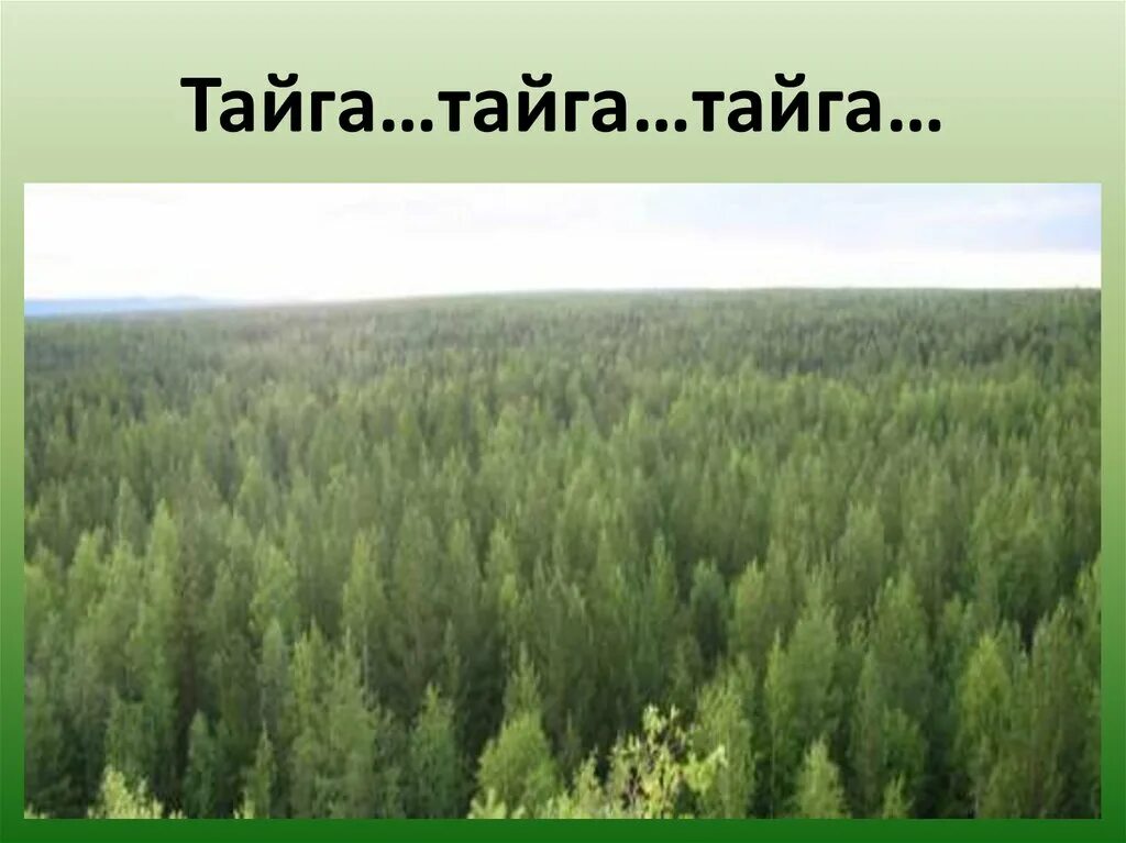 Река из васюткино озеро. Тайга Енисей Васюткино. Уроки тайги. Енисей река Васюткино озеро. Тайга реки Васюткино.