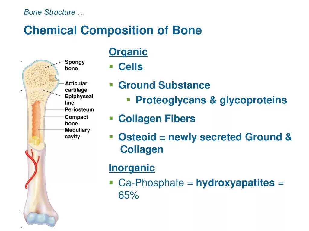 The bones consist of. Chemical composition of bones. bone structure. chemical structure of bones. bone composition.