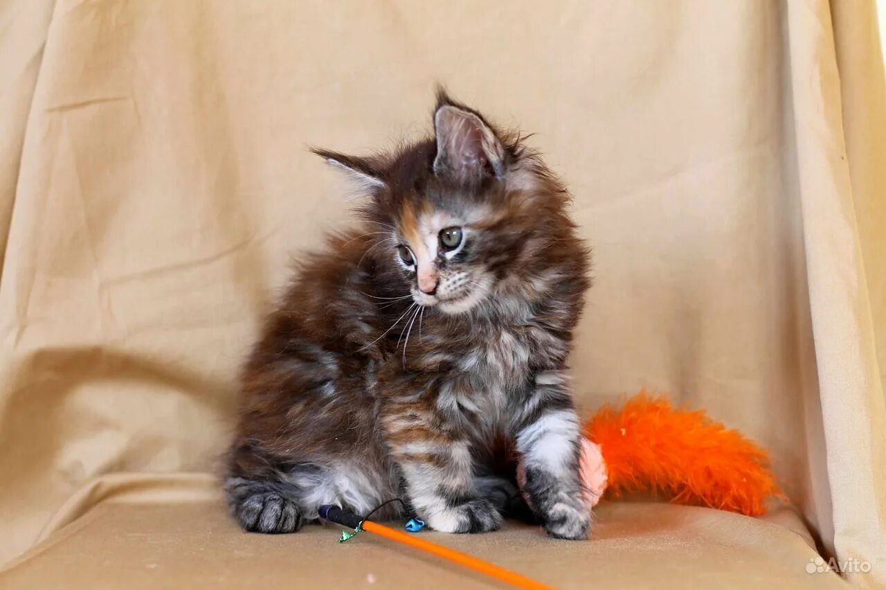 мейн-кун. мейн куна 25 кг. мейн-кун. майкуны коты авито. мейн-кун.