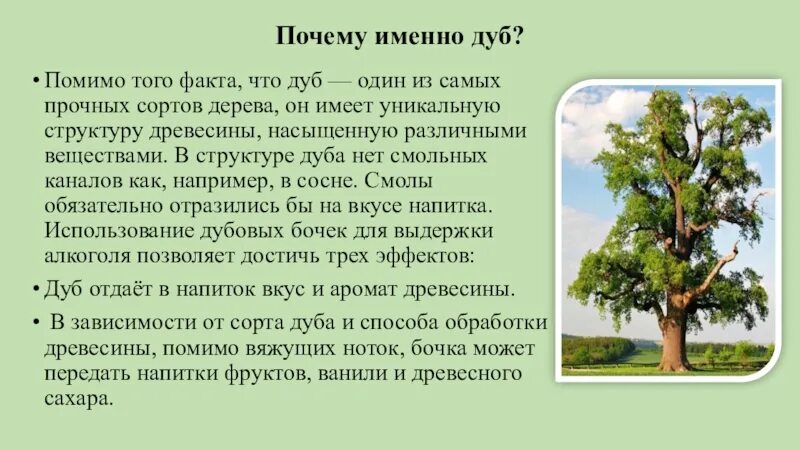 Текст про дуб. Описание дуба. Дуб для презентации. Краткая информация про дуб. Дуб дерево описание.