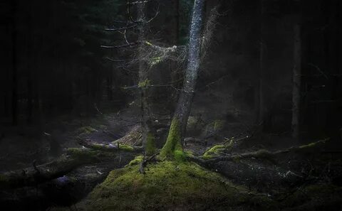 Big forest
