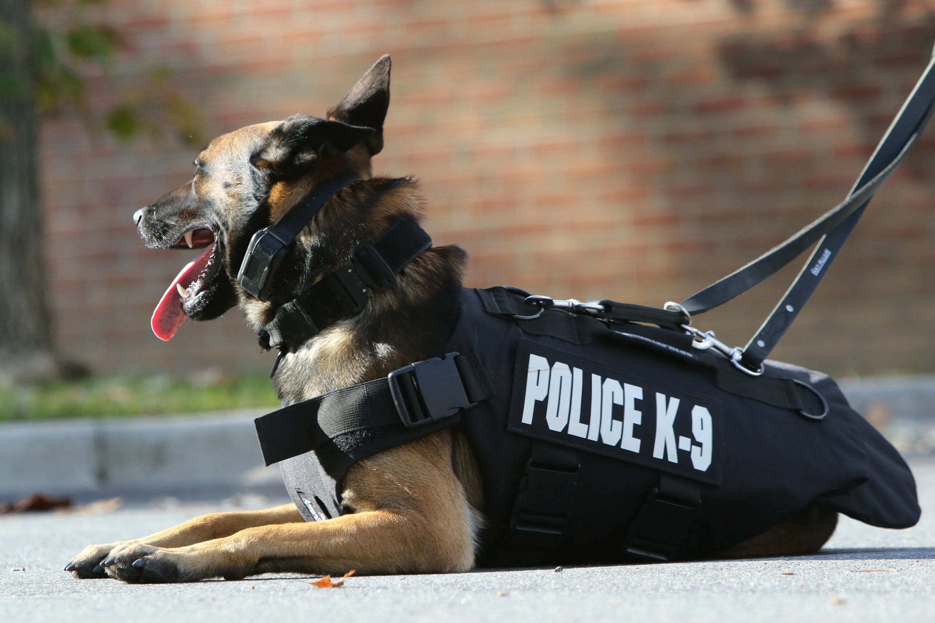 Such situation. Малинуа к9. Доберман полицейский. Доберман k9. Police k9 немецкая овчарка.