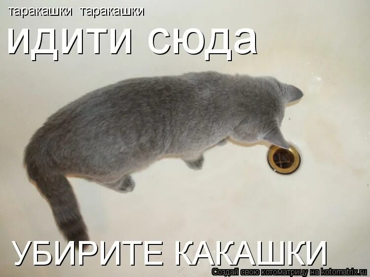 Праздник удался картинки. Топор для дров. Прикольные таблички с надписями. Кот кузя чёрно белый. Топор в дереве.