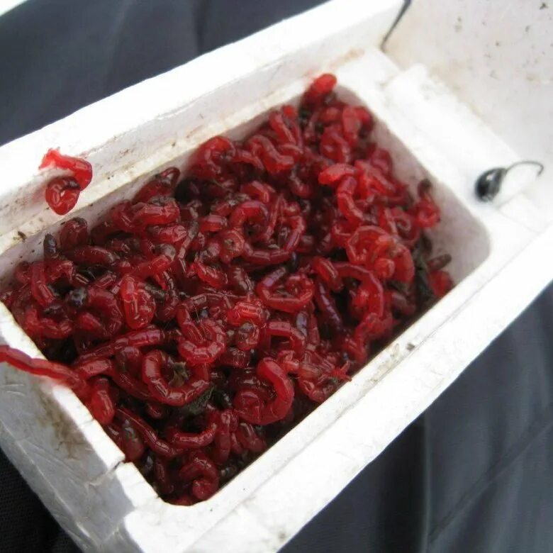 Коробочка для мотыля. Хранение мотыля для рыбалки. Мотыль для рыбалки. Хранение мотыля в домашних. Коробочка для мотыля.