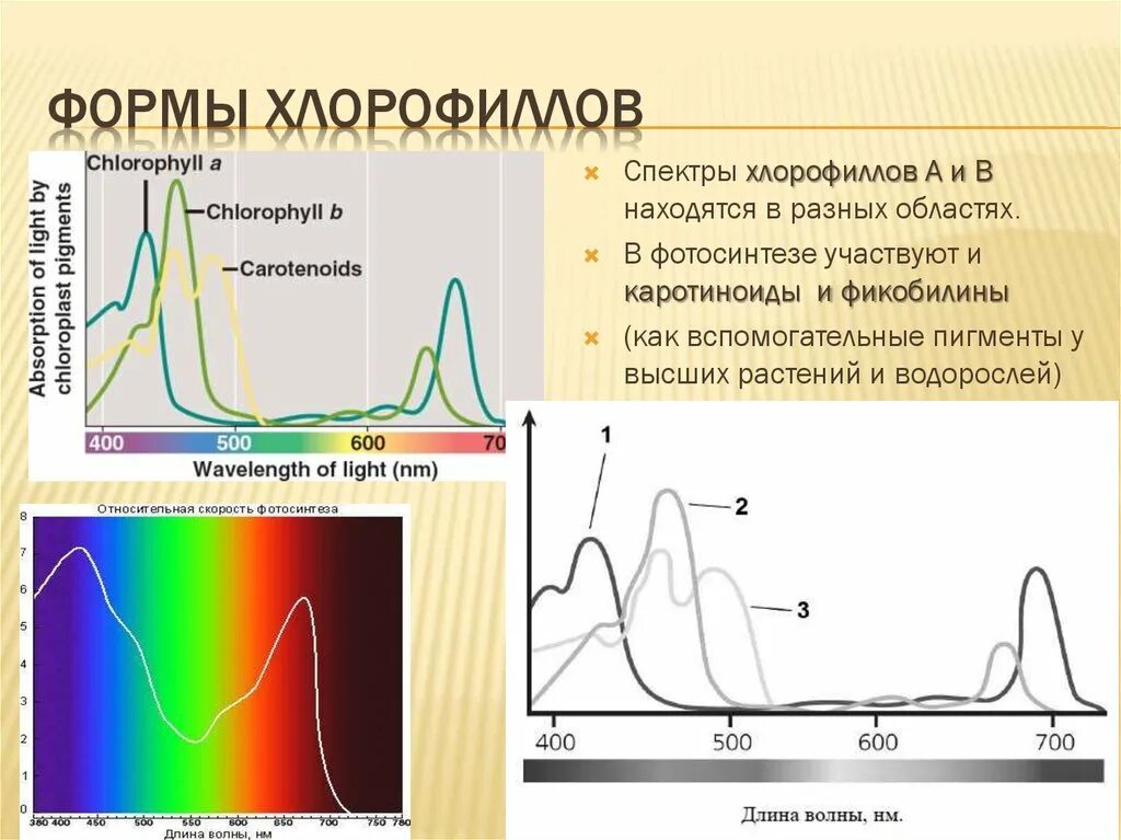 Спектр поглощения хлорофилла. Спектр поглощения пигмента хлорофилла. Спектры поглощения хлорофиллов и каротиноидов. Спектры поглощения света хлорофиллом и каротиноидами. Хлорофиллы поглощают свет