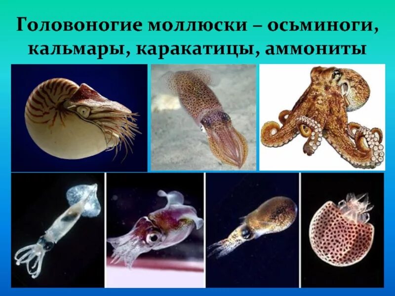 Двужаберные головоногие. Головоногие кальмары. Головоногие моллюски каракатица. Устрица это головоногий моллюск.