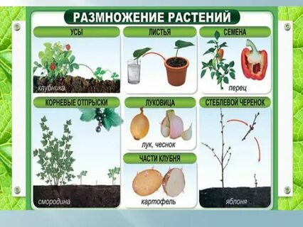 Вид размножения семенами