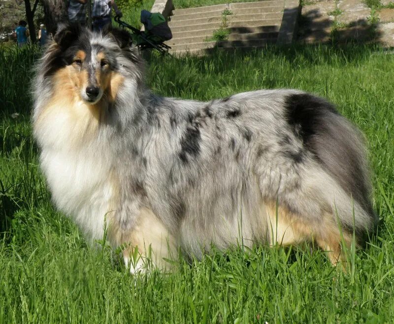 Колли мраморная. Борлереколли мраморные. Колли мраморного окраса. Шотландская овчарка колли мраморный. Бордер колли мерль.