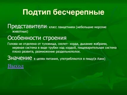 Подтип бесчерепные