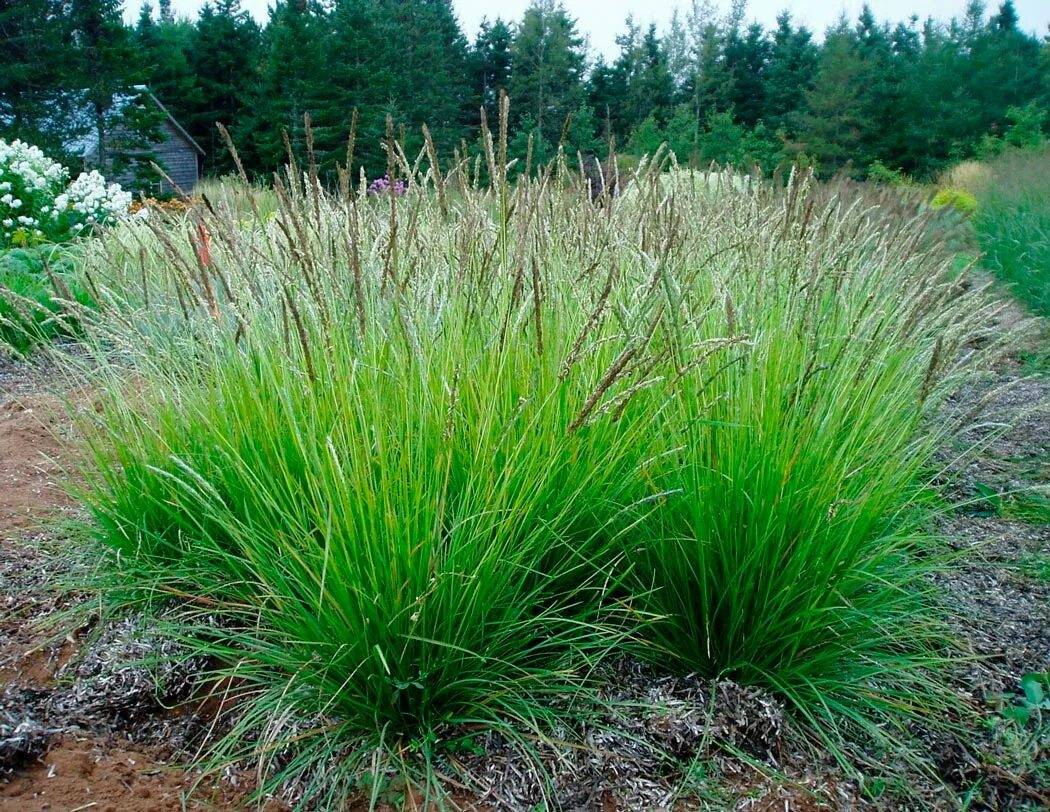 Без злаковый. Сеслерия голубая. Сеслерия голубая (Sesleria caerulea). Сеслерия осенняя (Sesleria autumnalis). Злак сеслерия.