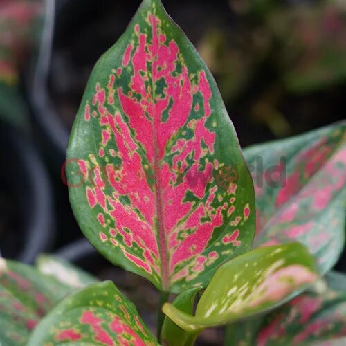 TANAMAN AGLAONEMA , Aglaonema Red Valentine - YouTube