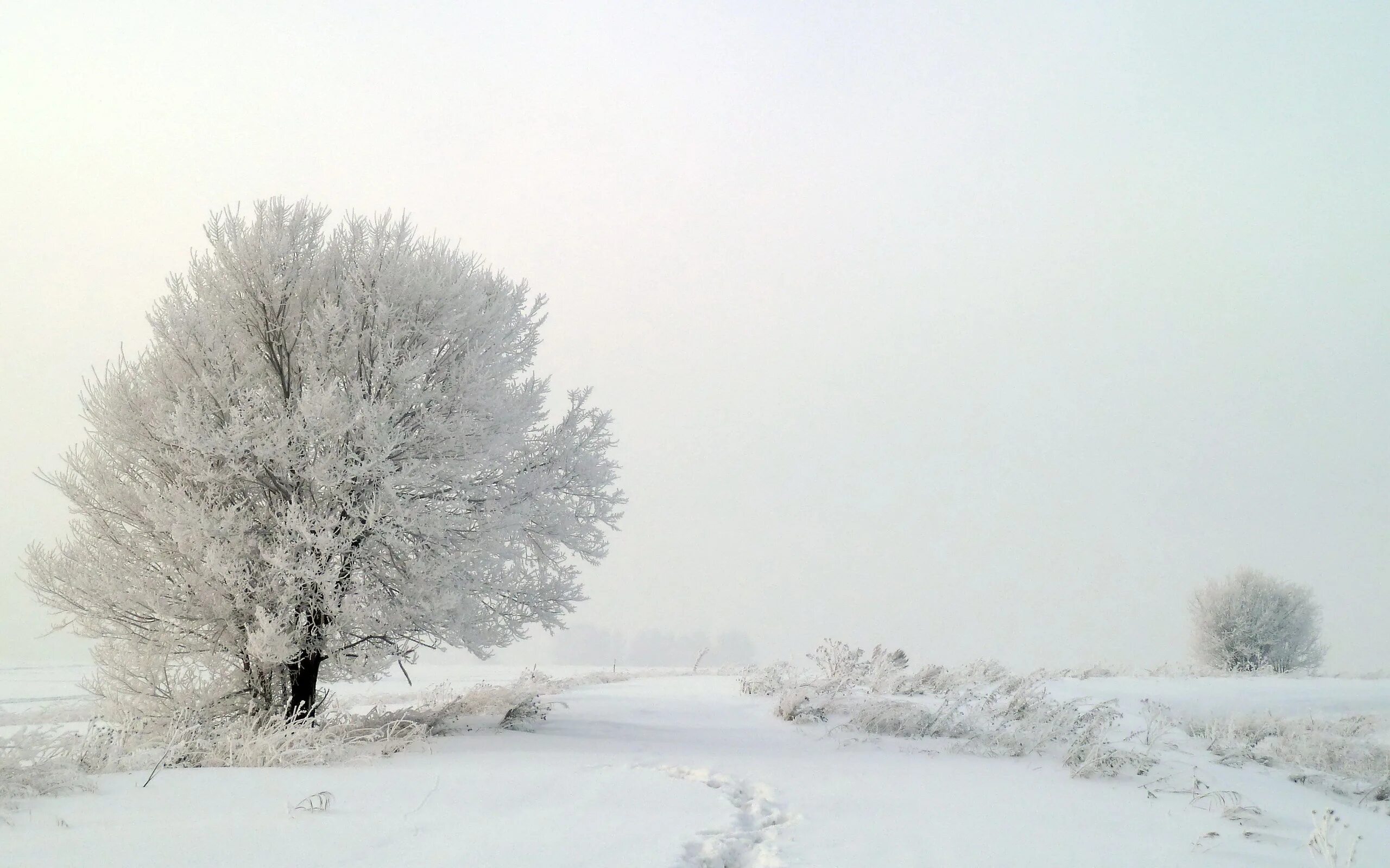 Едва сойдет снег как на деревьях. Зимнее дерево. Белый заснеженный пейзаж. Деревья в снегу. Белый снег.
