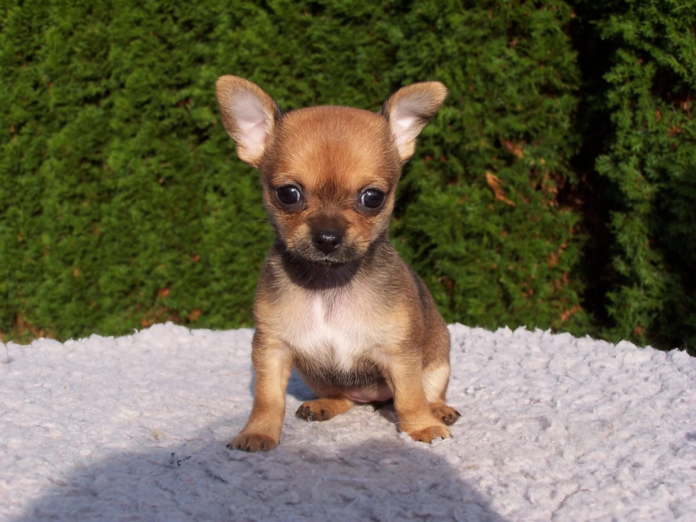 Название породы самой маленькой собаки. Мексиканская чихуахуа короткошерстные. Мексиканский терьер чихуахуа. Чихуахуа Пуппи. Чихуа Хуа японская.
