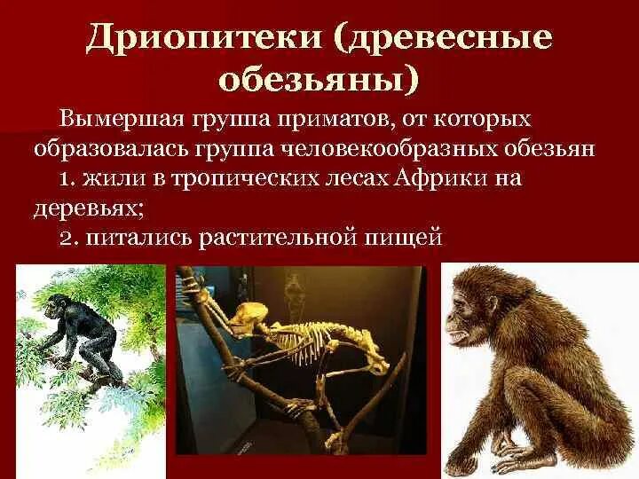 Дриопитеки общие предки. Дриопитеки вымершие приматы. Дриопитек древесная обезьяна. Происхождение человека дриопитек. Дриопитеки этапы эволюции.