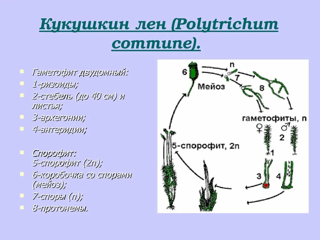 Зеленый мох кукушкин лен размножение. Жизненный цикл растения Кукушкин лен. Размножение мха Кукушкин лен цикл развития. Жизненный цикл размножения Кукушкина льна. Кукушкин лен жизненный цикл схема.