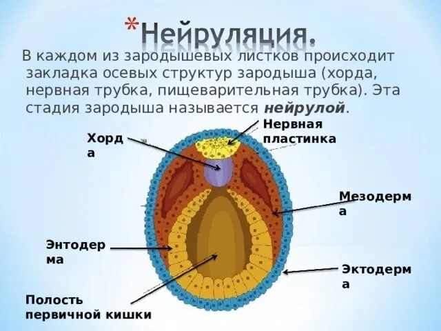 Следующее строение. Ранняя нейрула. Нейрула амфибий препарат. Хорда мезодерма. Семенники нейрула.