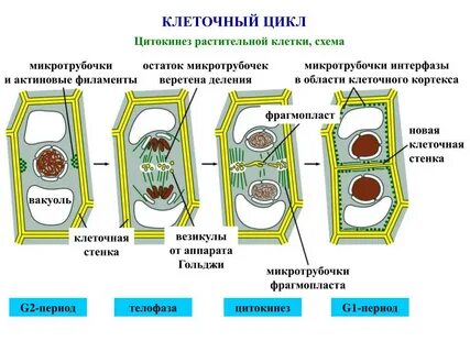 Что произойдет с растительной клеткой если ее