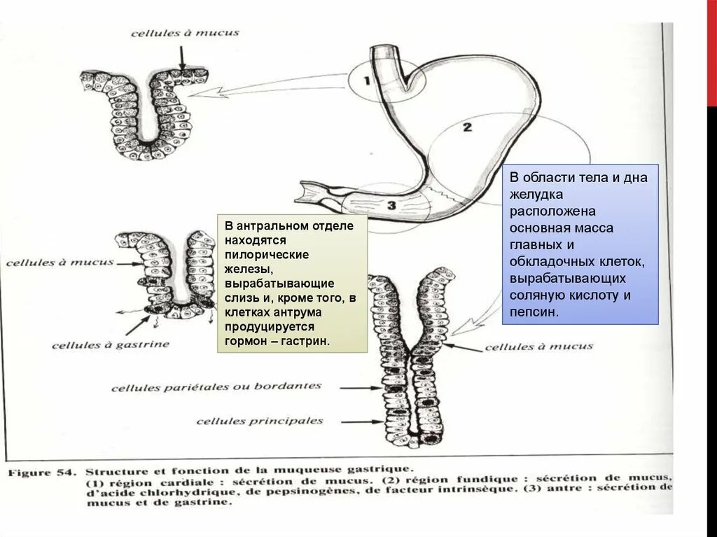 Антральный отдел желудка клетки. Антральный и пилорический отделы желудка. Железы антрального отдела желудка. Какие железы вырабатывают слизь