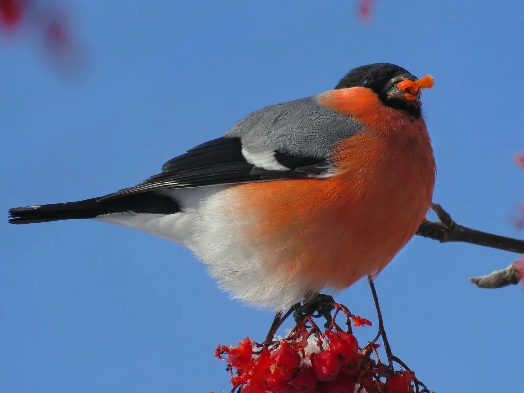 первый снегирь. снегири зимой. хвост снегиря. снегири. красноголовый снегирь.