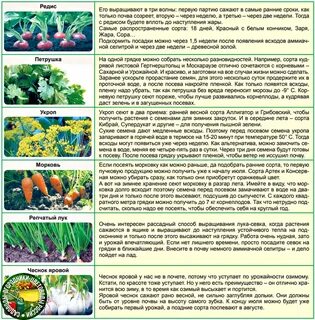 Овощное соседство на огороде (фото) - diymaven.ru