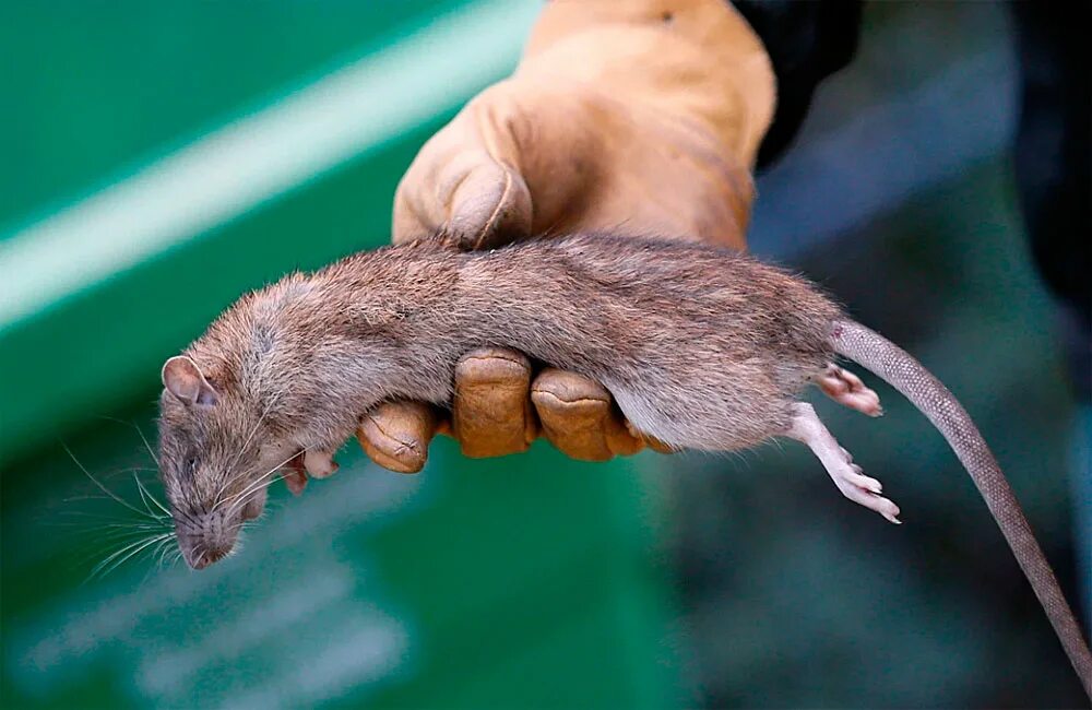 К чему снится ловить крысу. Сонник мышь к чему. К чему снятся мыши во сне. Крыса в траве. Крыса пасюк фото.