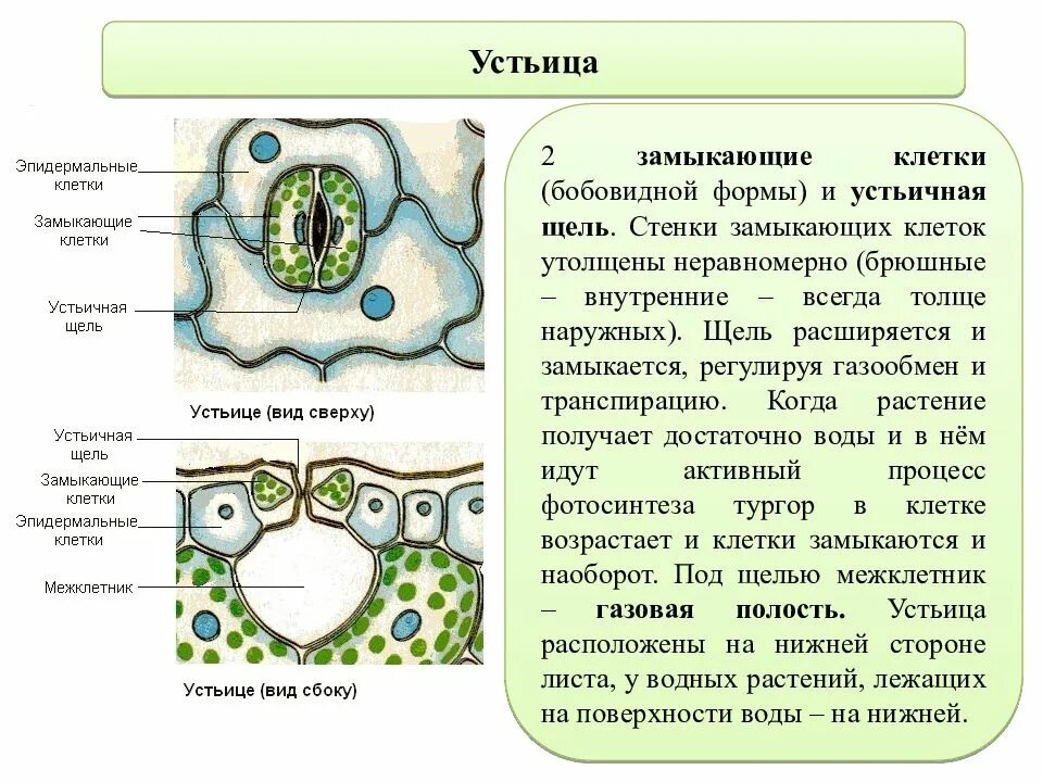 Хлоропласты в устьицах. Клетки устьиц. Строение устьица. Строение устьиц растений. Строение устьица листа.