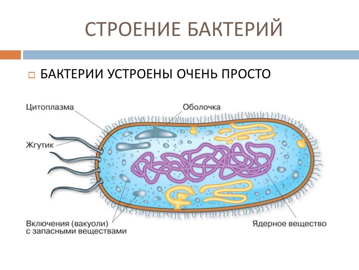 Строение бактериальной клетки 5 класс биология. Строение бактериальной клетки 10 класс биология. Основные части бактериальной клетки. Строение клетки бактерии 5 кл. Биологии бактерии 9