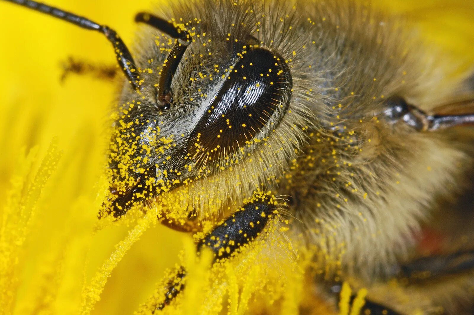 С пыльцой в голове значение. Пчелиная пыльца (Bee pollen). Цветочная пыльца на пчеле. Пчела с обножкой. Пчела с пыльцой.