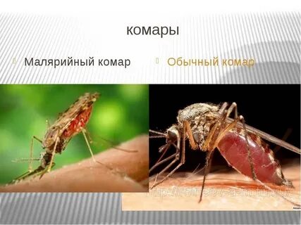Малярийный комар и обычный отличия