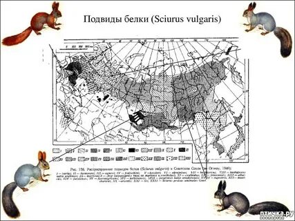 Карта белка