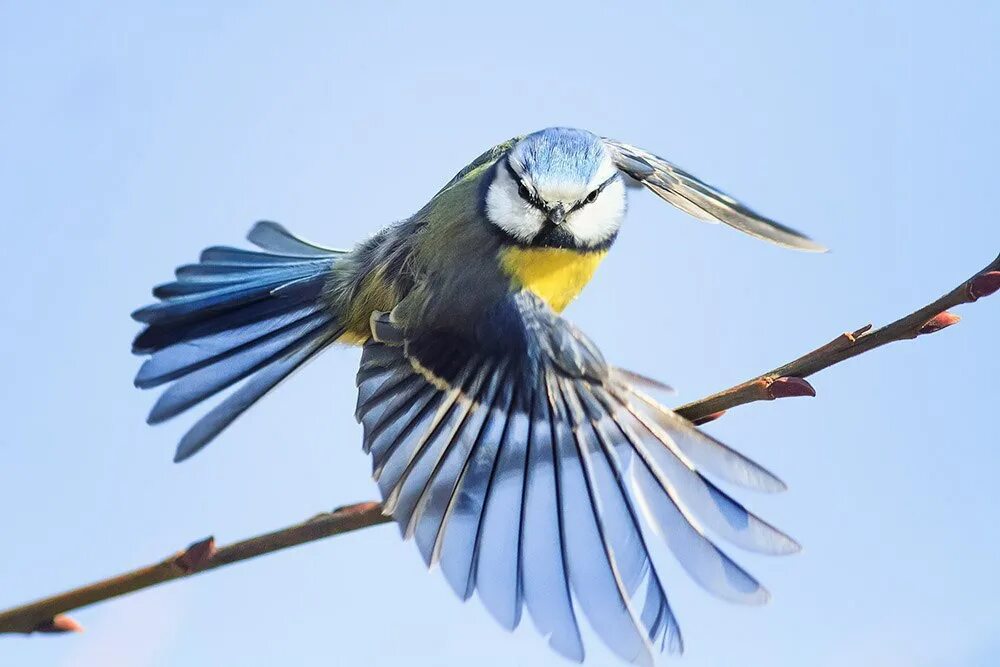 Ворона стая. Девушка выпускает птицу. Лететь страшно пташка. Девушка летает. Плосконосый плавунчик в полете.