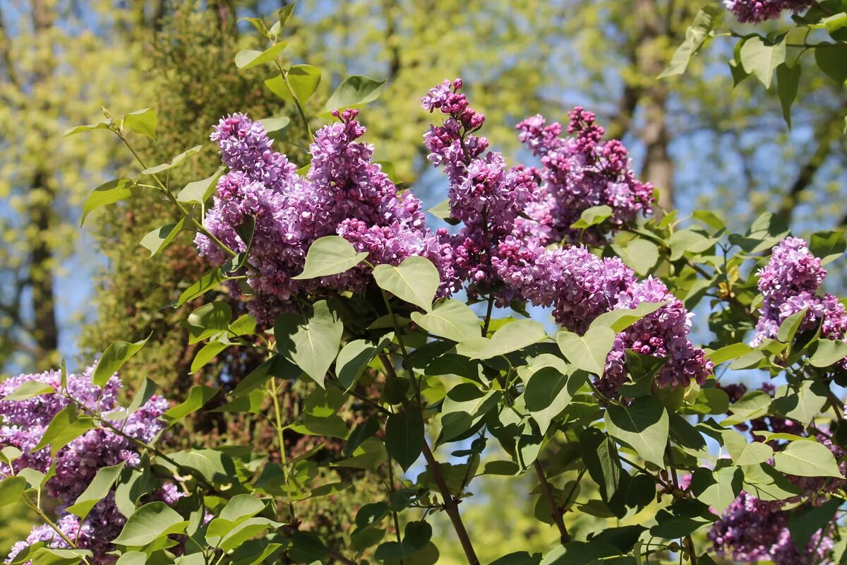 Сирень бульба. Syringa vulgaris Taras Bulba сирень. Сирень обыкновенная "Taras Bulba".