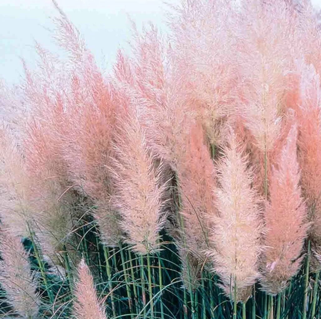 Кортадерия selloana Pink. Кортадерия пампасная трава розовая. Кортадерия пампасная трава. Пампасная трава Розеа.