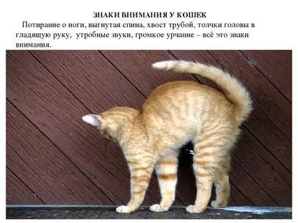 Должен ли шипеть
