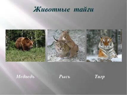 Тайга природная зона животные и растения